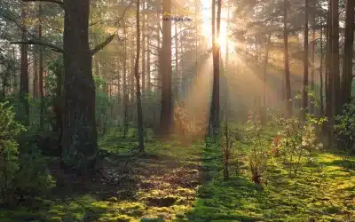 Escape the Noise Discover the World’s Most Peaceful Travel Destinations