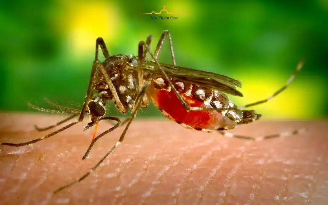 Dengue Danger Zones: What Every Traveler Needs to Know to Stay Safe