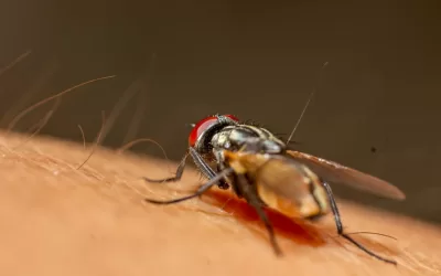 Dengue Danger Zones Uncovered Your Essential Travel Guide to Stay Bite-Free