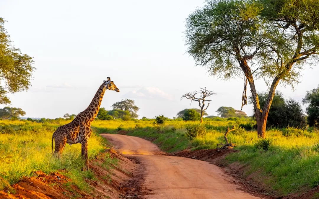 Top 10 Emerging African Hotspots You Need to Visit Now