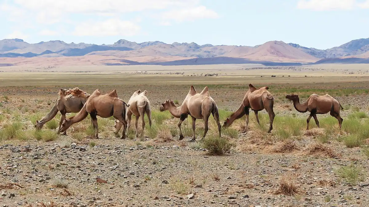 Bactrian camels grazing on the Gobi Desert steppe in Mongolia, with mountains behind